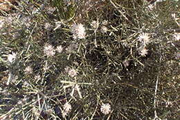 Image of Stoebe microphylla DC.