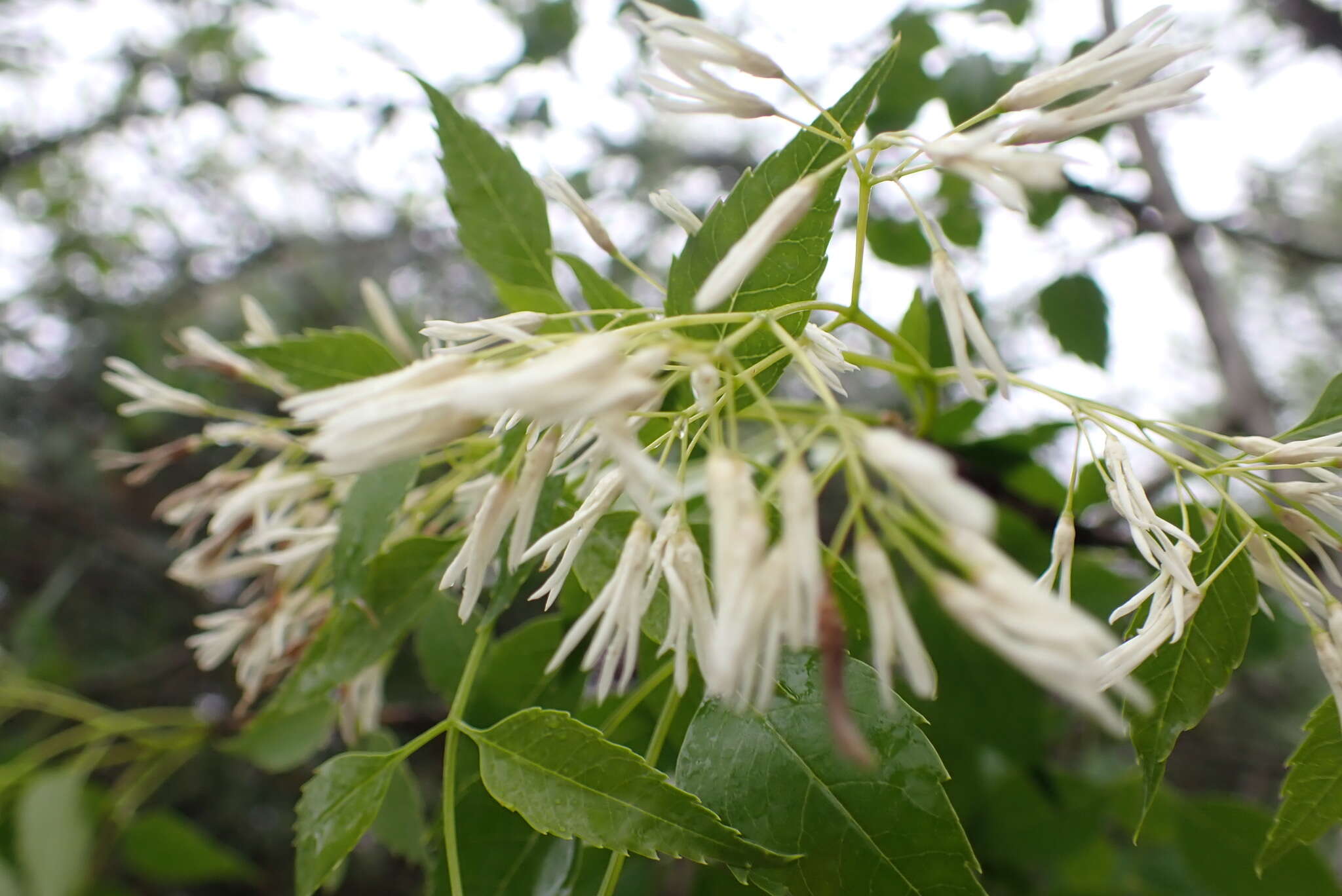 Image of fragrant ash