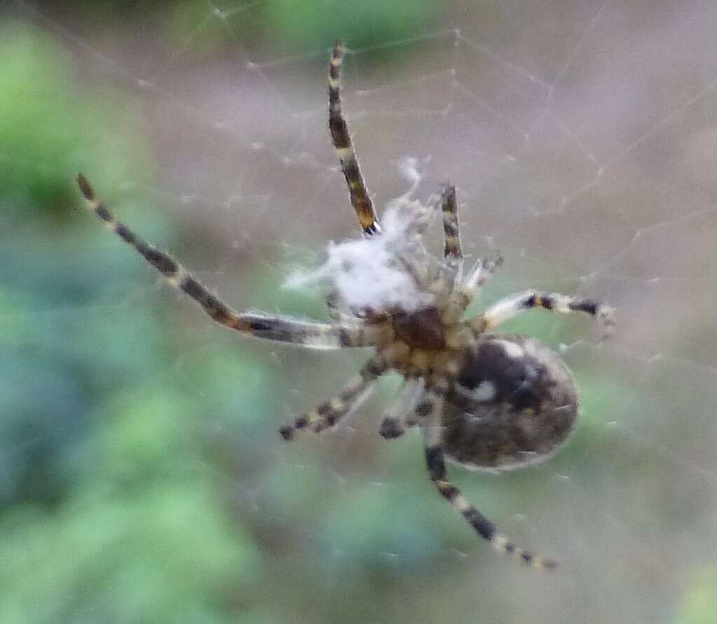 Image of Gray Cross Spider