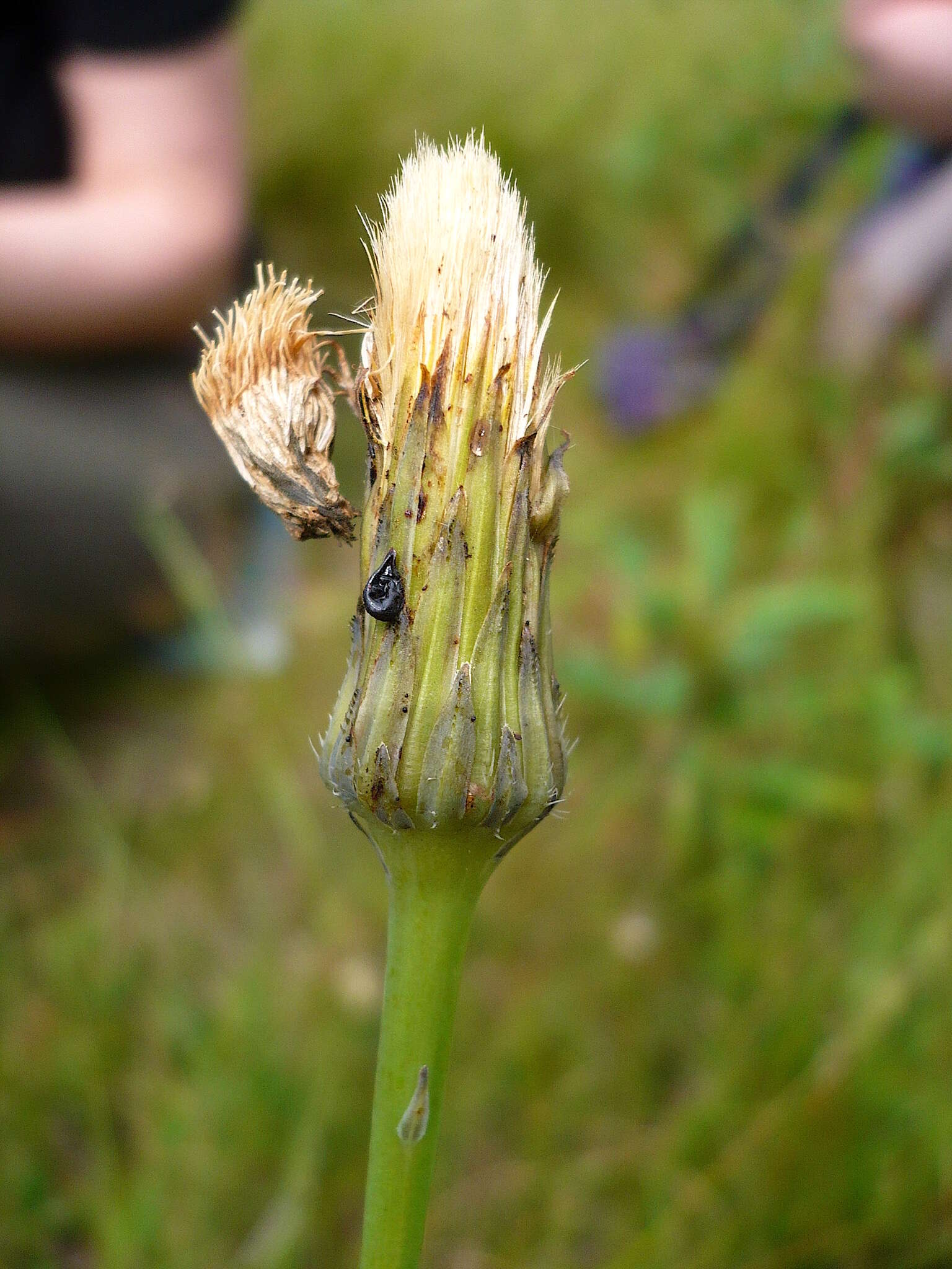 Imagem de Hypochaeris maculata L.