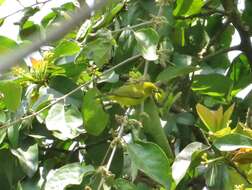 Image of Lemon-bellied White-eye