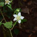 Sivun Rubus glabricarpus Cheng kuva