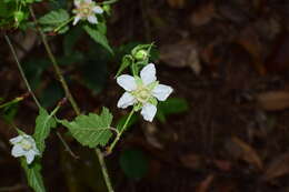 Image of Rubus glabricarpus Cheng