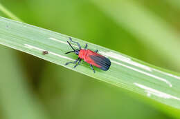 Plancia ëd Chalepus sanguinicollis (Linnaeus 1771)