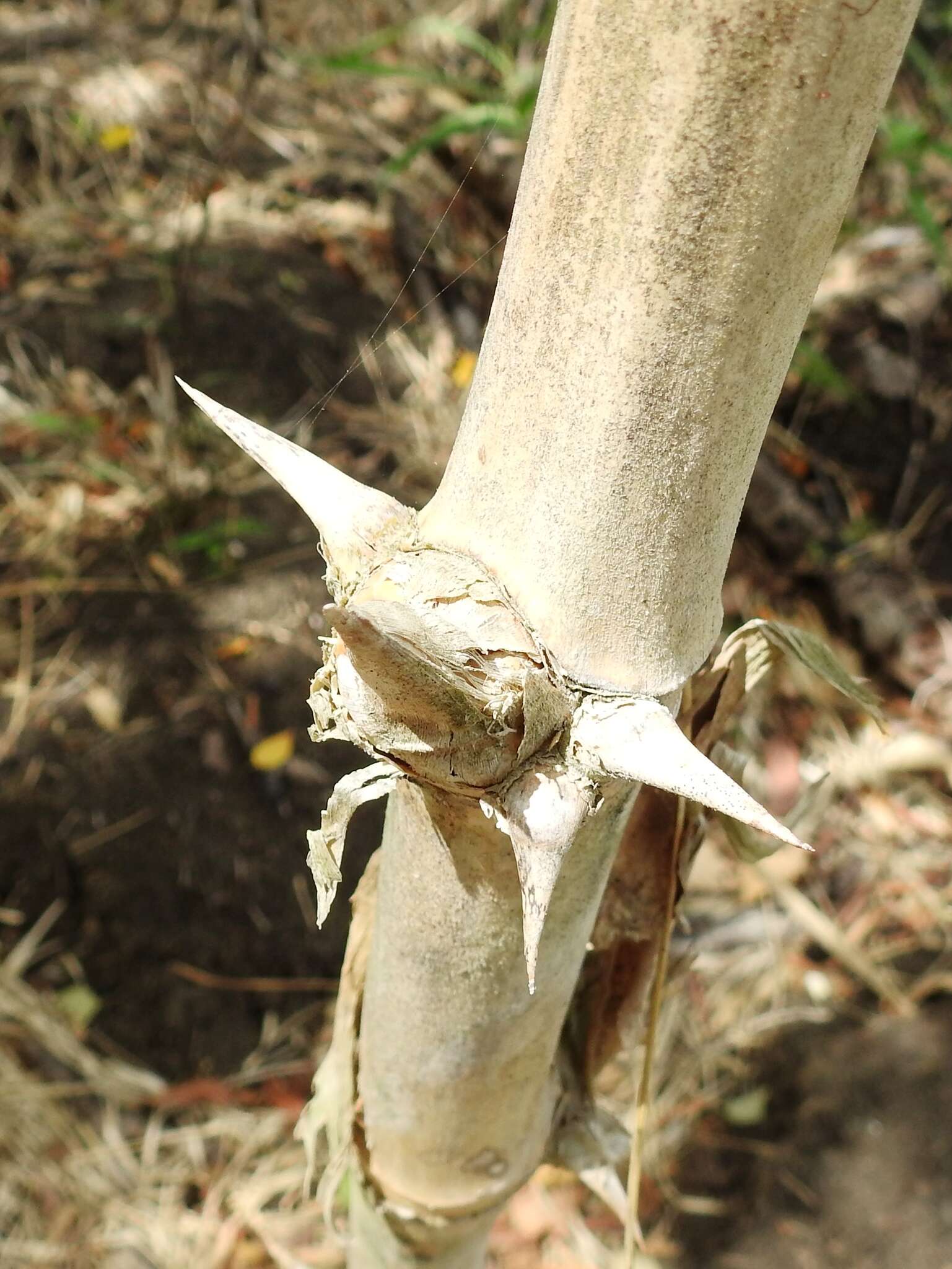 Image of American long-leaved bamboo