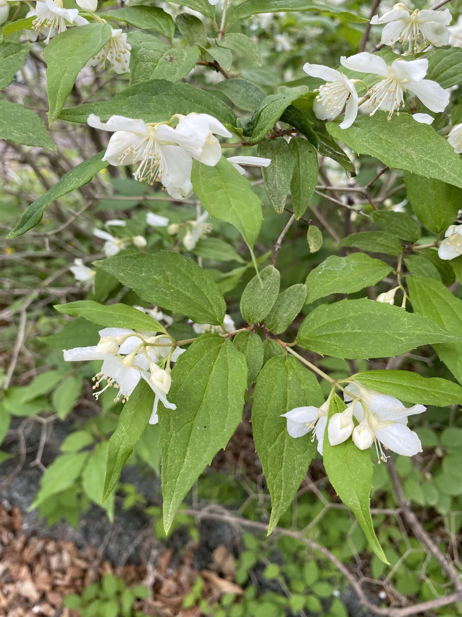 Image of Philadelphus tenuifolius Rupr. & Maxim.