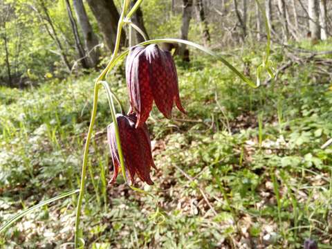 Слика од Fritillaria usuriensis Maxim.