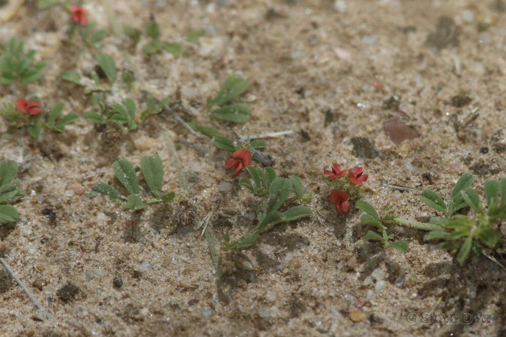 Plancia ëd Indigofera linnaei Ali