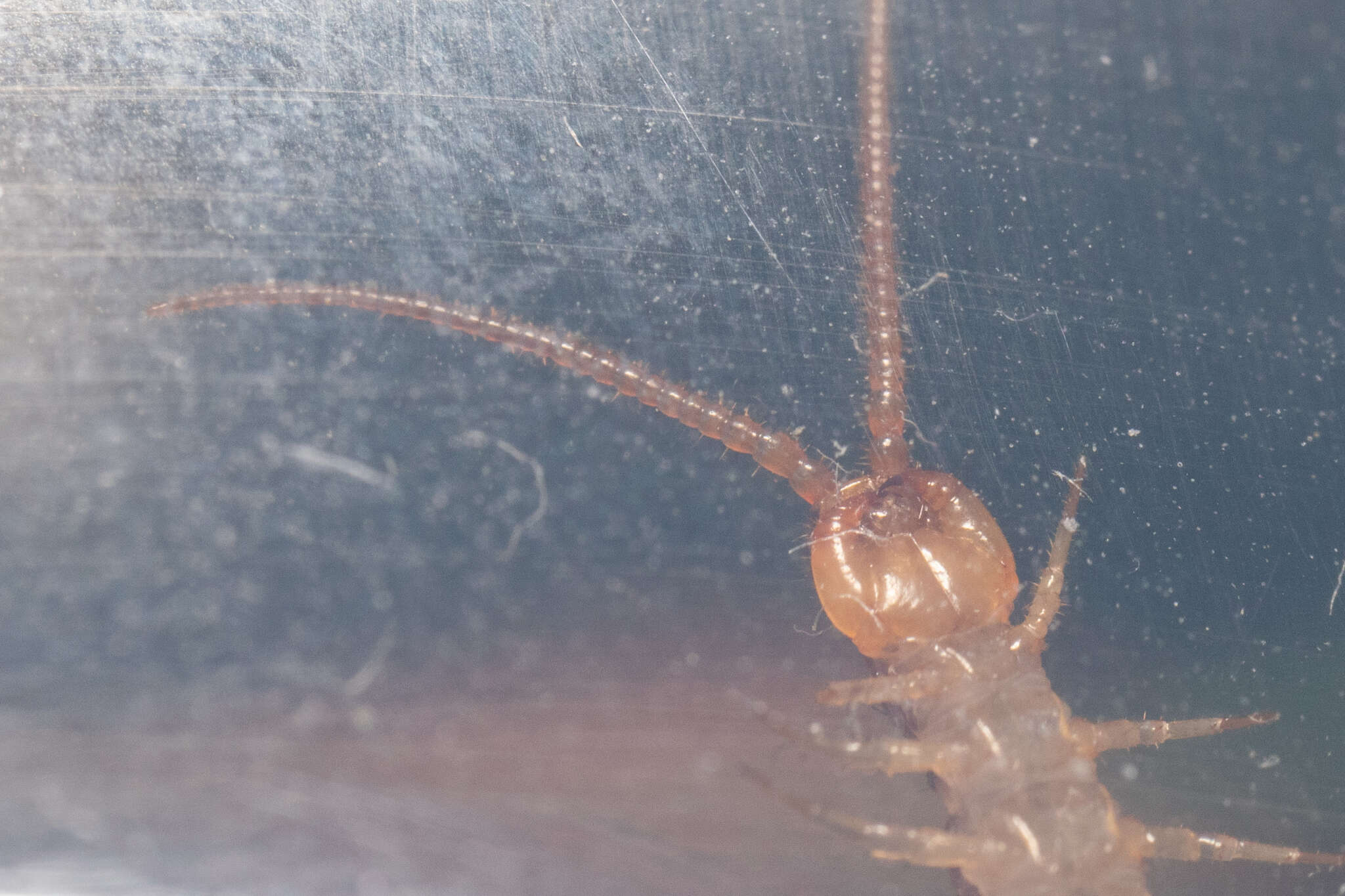 Image of Lithobius melanops Newport 1845