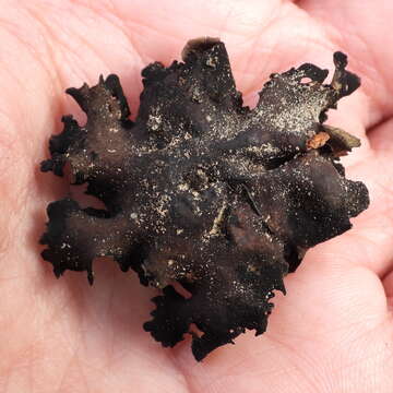 Image of Petalled Rock Tripe Lichen