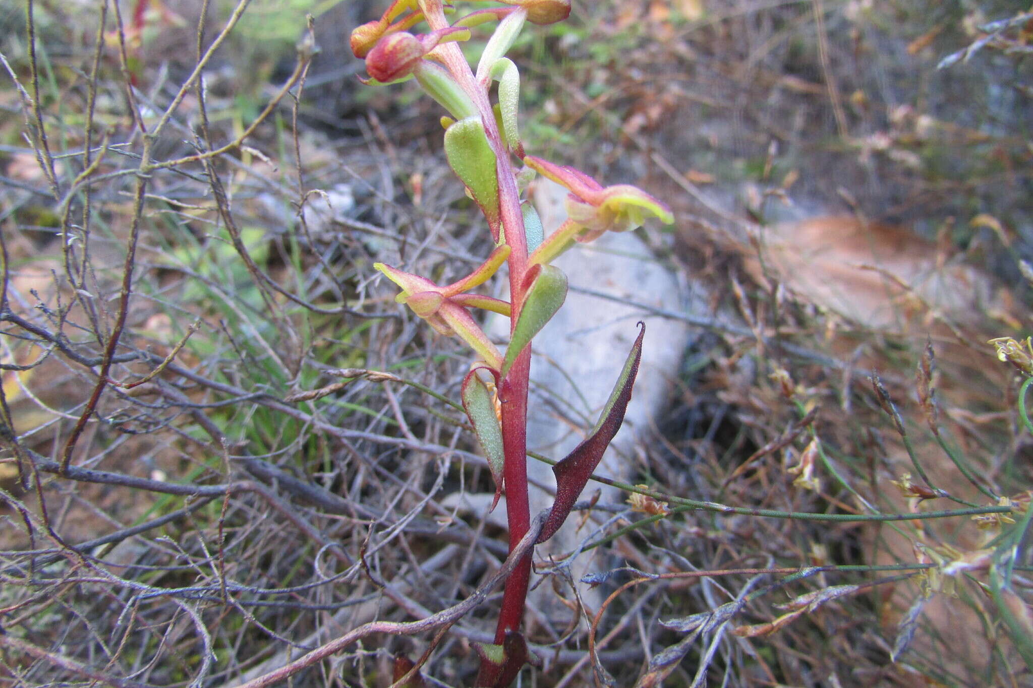 Satyrium pygmaeum Sond. resmi