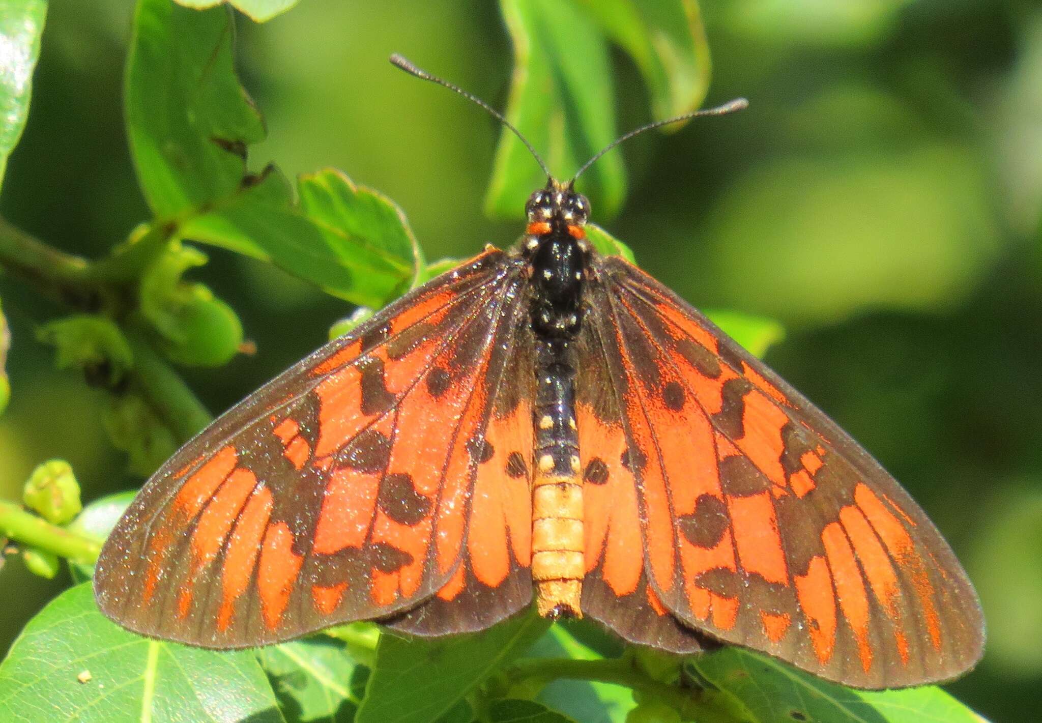 صورة Acraea petraea Boisduval 1847