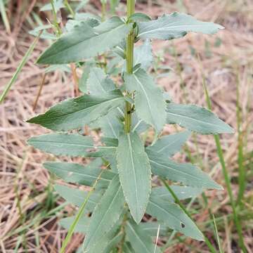 Image of Pentanema spiraeifolium (L.) D. Gut. Larr., Santos-Vicente, Anderb., E. Rico & M. M. Mart. Ort.