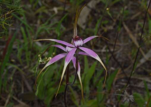 Image de Caladenia suffusa Hopper & A. P. Br.