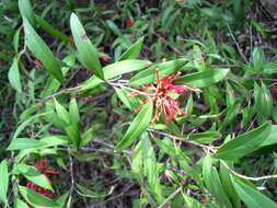 Image of Grevillea victoriae subsp. victoriae