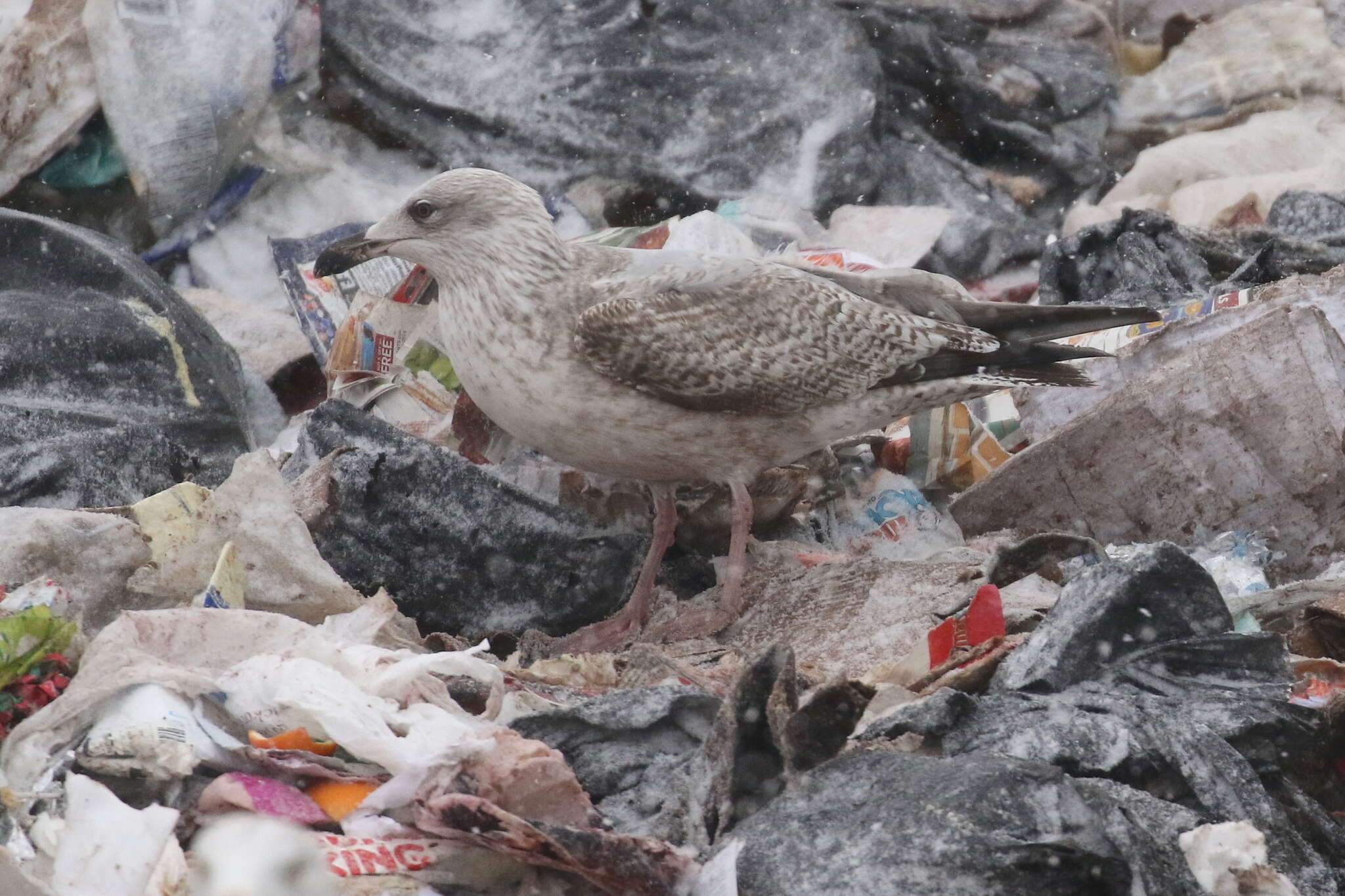 Слика од Larus argentatus argenteus Brehm, CL & Schilling 1822