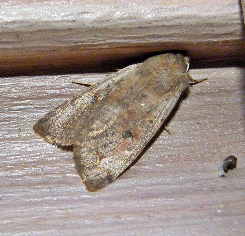 Imagem de Orthosia hibisci Guenée 1852