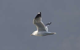 Image of Larus canus heinei Homeyer 1853