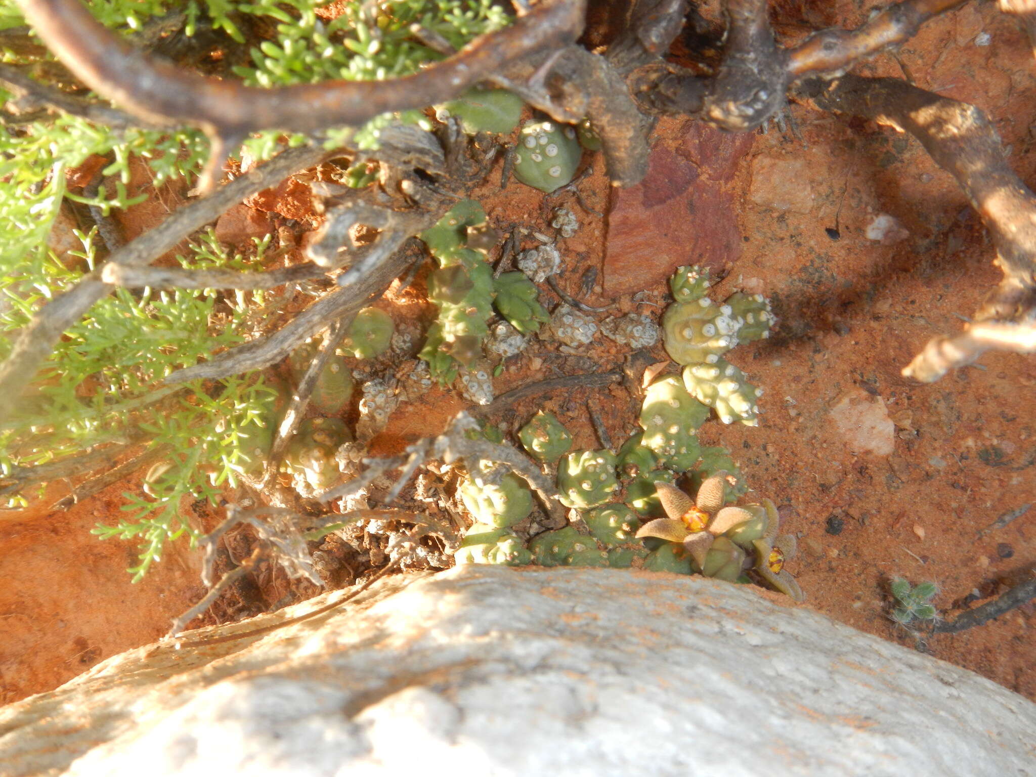 Ceropegia geminata subsp. geminata的圖片