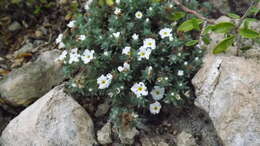 Euploca confertifolia (Torr.) Feuillet & Halse resmi