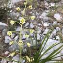 Image of Anticlea hintoniorum (B. L. Turner) Zomlefer & Judd