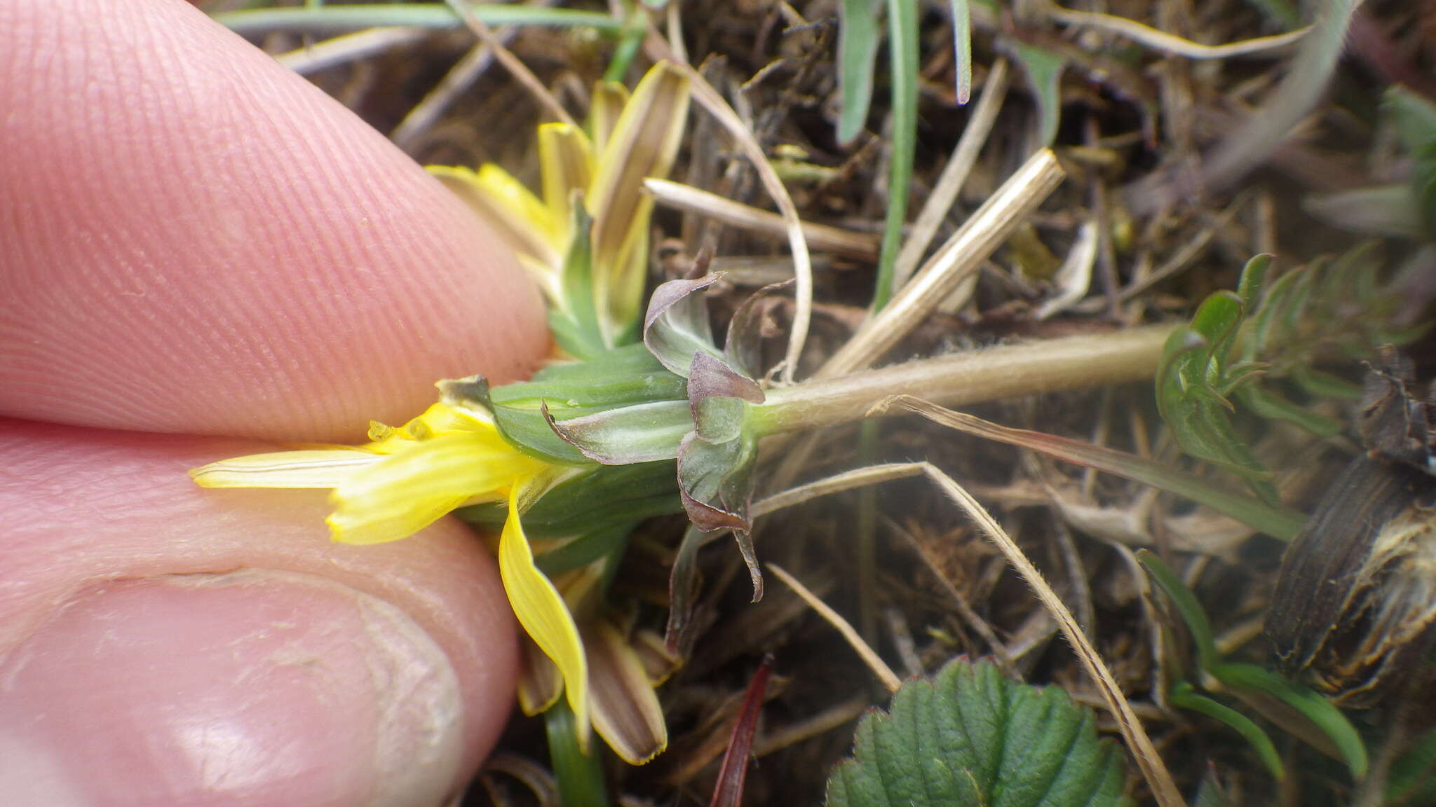 Image of Taraxacum lacistophyllum Dahlst.