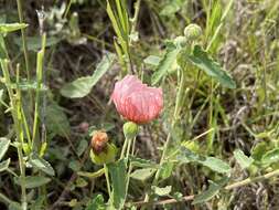 Image of Pavonia aurigloba Krapov. & Cristobal