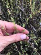 Image of Shore Grass