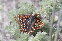 Euphydryas anicia helvia (Scudder 1869)的圖片