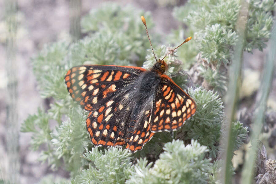 Euphydryas anicia helvia (Scudder 1869)的圖片