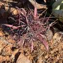 Sivun Ferocactus gracilis subsp. gracilis kuva