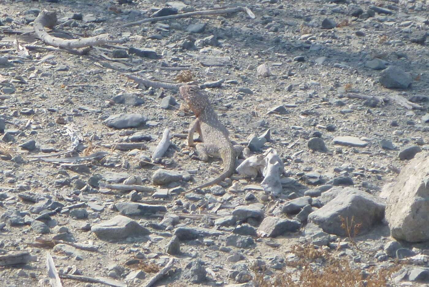 Trapelus flavimaculatus Rüppell 1835 resmi