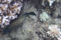 Image of Blue-spotted grouper