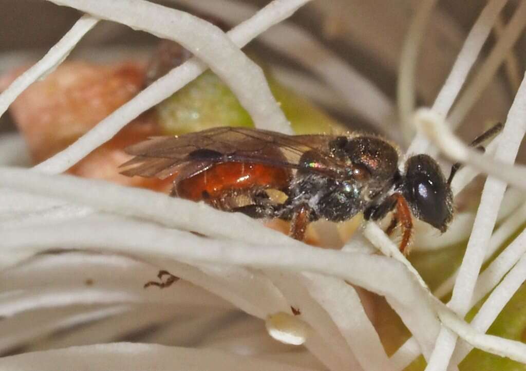 Plancia ëd Lasioglossum brisbanense (Cockerell 1918)