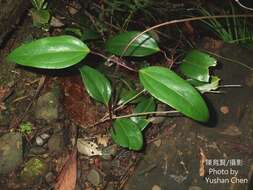 Image of Clematis crassifolia Benth.