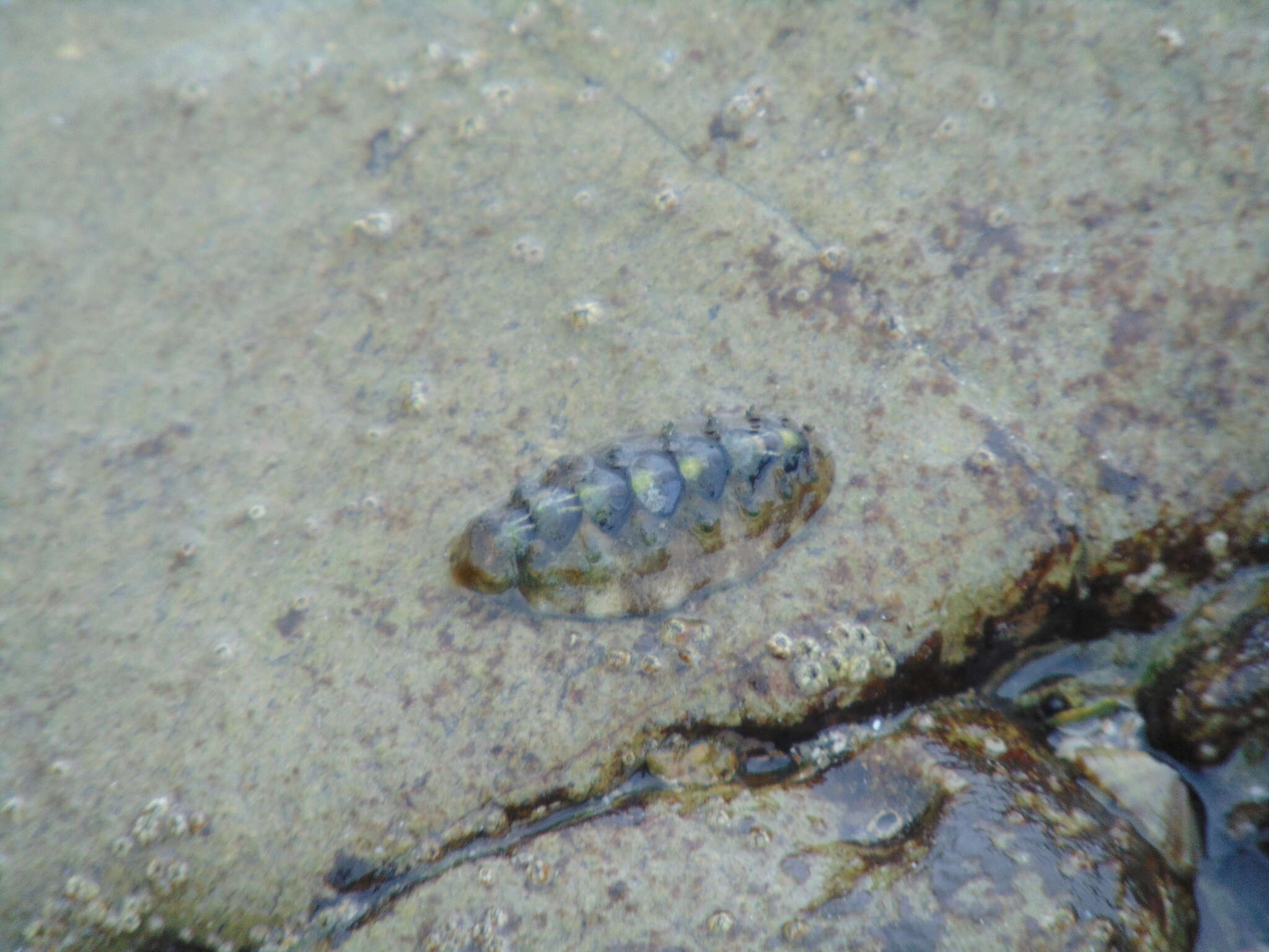 Image of Acanthochitona hirudiniformis (G. B. Sowerby I 1832)