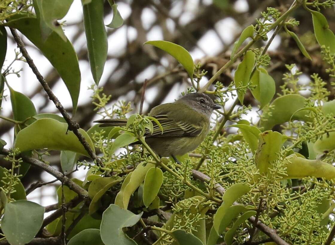 Image of Gray-capped Tyrannulet