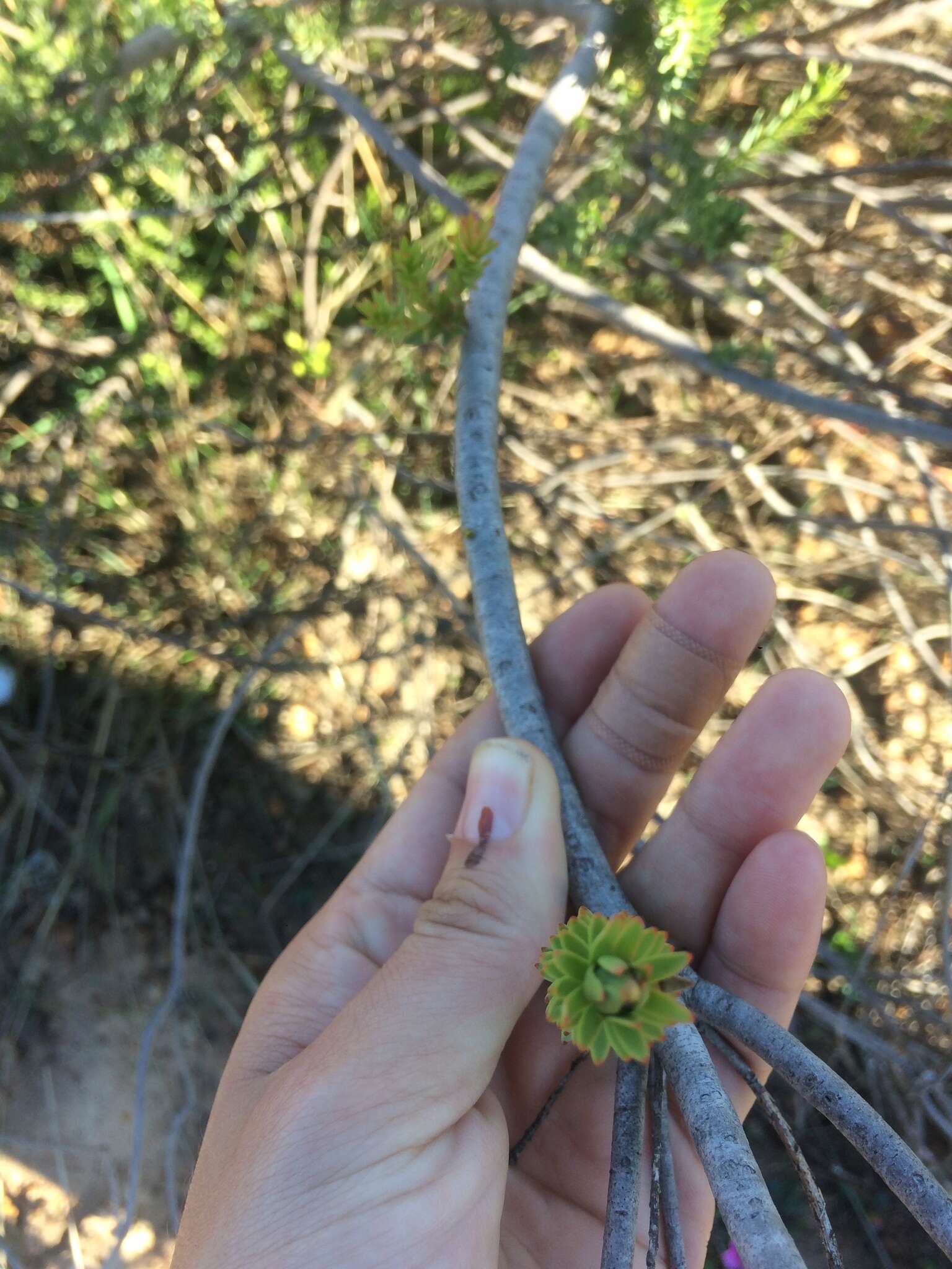 Image of <i>Leucadendron <i>lanigerum</i></i> var. lanigerum