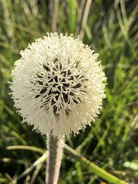 Image of Dasypogon bromeliifolius R. Br.