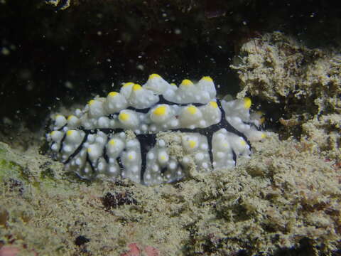 Image of Lumpy black grey orange slug