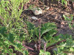 Image of Berkheya carduoides (Less.) Hutch.