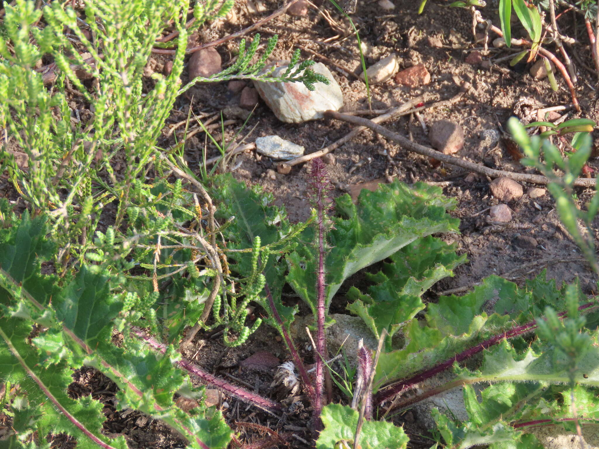 Image of Berkheya carduoides (Less.) Hutch.