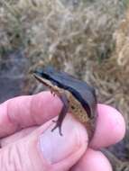 Image of Brimley's Chorus Frog