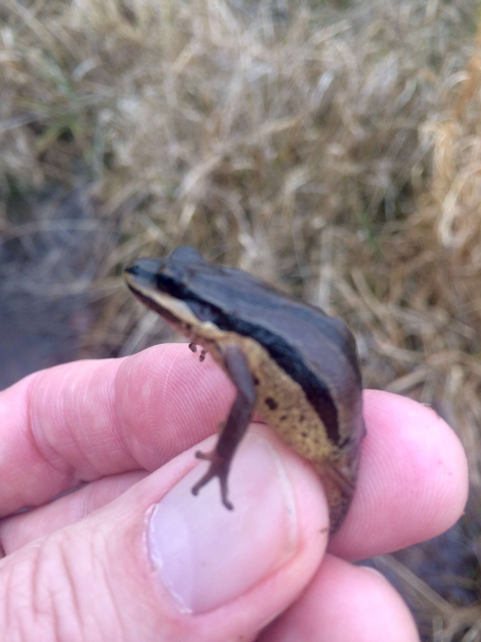 Image of Brimley's Chorus Frog