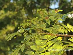 Image of Sorbus randaiensis (Hayata) Koidz.