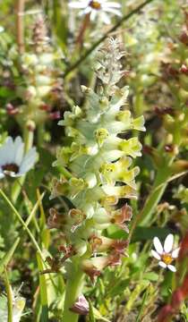 Image of Lachenalia longibracteata E. Phillips