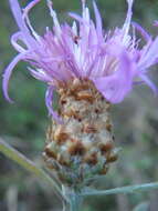 Centaurea jacea subsp. substituta (Czer.) A. D. Mikheev的圖片