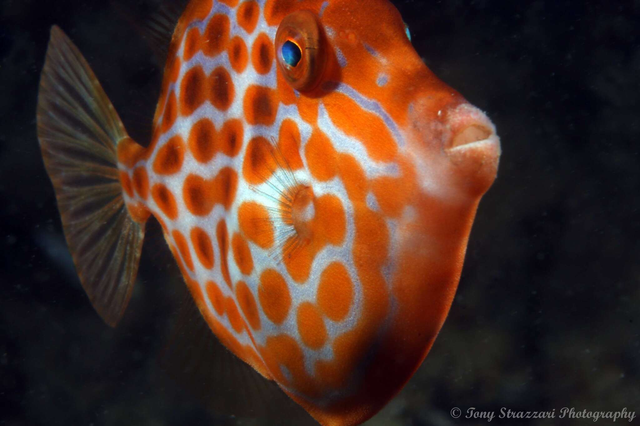 Image of Deep-bodied leatherjacket