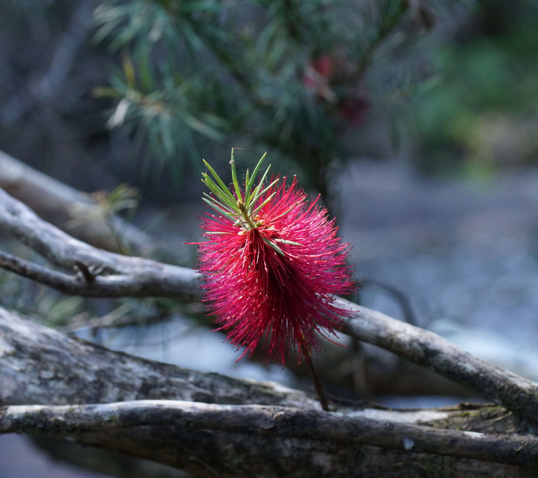 صورة Callistemon subulatus Cheel