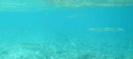 Image of Coral reef halfbeak